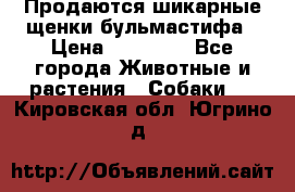 Продаются шикарные щенки бульмастифа › Цена ­ 45 000 - Все города Животные и растения » Собаки   . Кировская обл.,Югрино д.